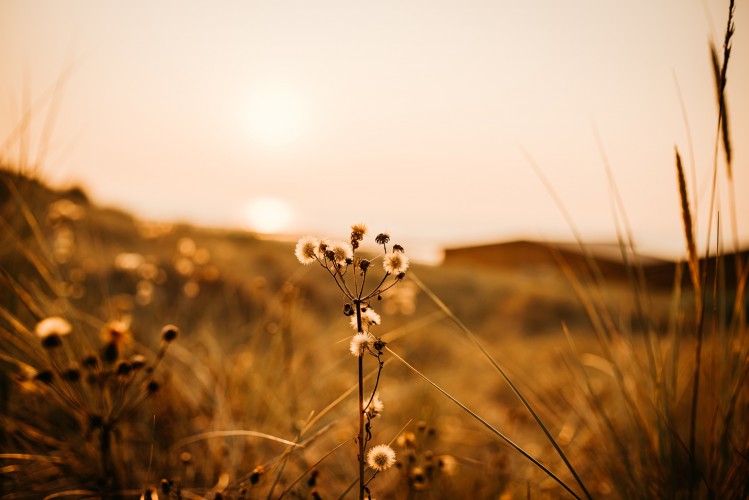 Gouden Zee