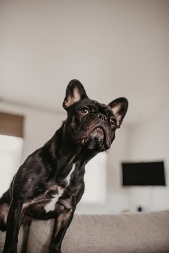 Marcel
